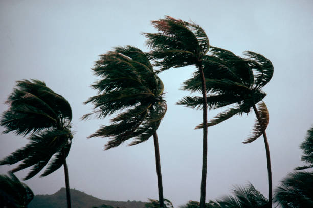 Cyclone Michaung Update