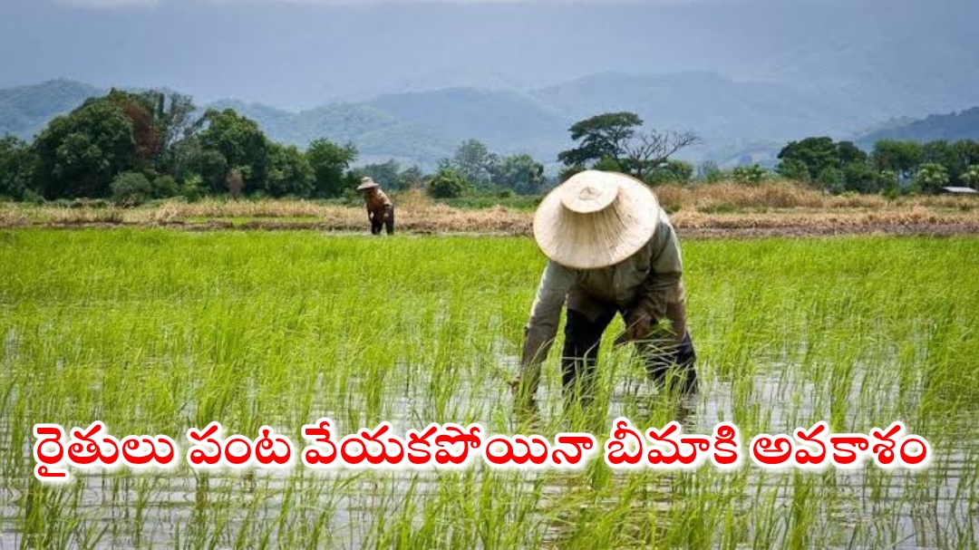 రైతులు పంట వేయకపోయినా బీమా చేసుకునే అవకాశం