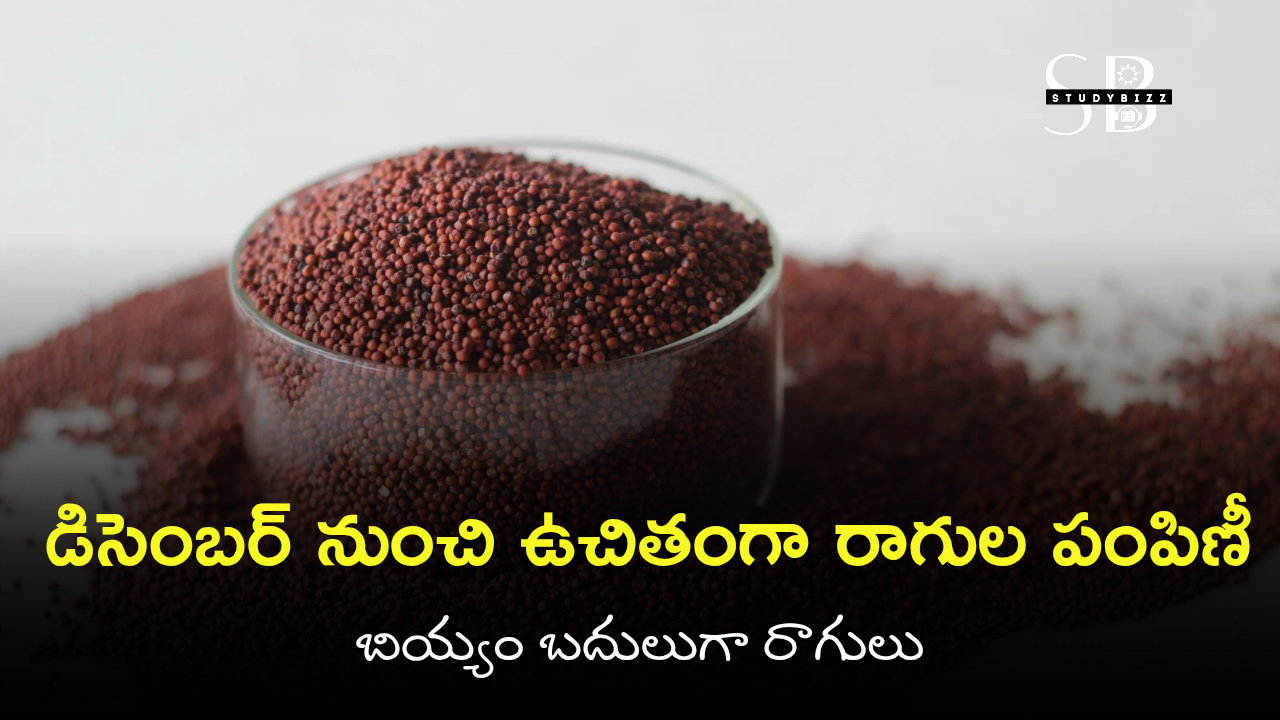 రేషన్ కార్డుదారులకు శుభవార్త: డిసెంబర్ నుంచి బియ్యం బదులుగా రాగుల ఉచిత పంపిణీ రేషన్ కార్డుదారులకు శుభవార్త: డిసెంబర్ నుంచి బియ్యం బదులుగా రాగుల ఉచిత పంపిణీ