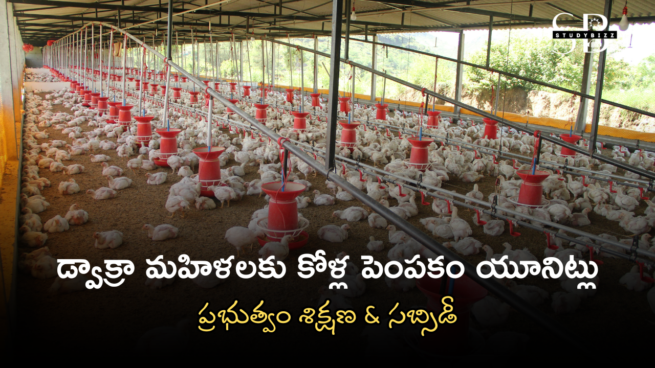 డ్వాక్రా మహిళలకు భారీ గుడ్ న్యూస్! డ్వాక్రా మహిళలకు కోళ్ల పెంపకం యూనిట్లు — ప్రభుత్వం శిక్షణ & సబ్సిడీ డ్వాక్రా మహిళలకు భారీ గుడ్ న్యూస్! డ్వాక్రా మహిళలకు కోళ్ల పెంపకం యూనిట్లు — ప్రభుత్వం శిక్షణ & సబ్సిడీ