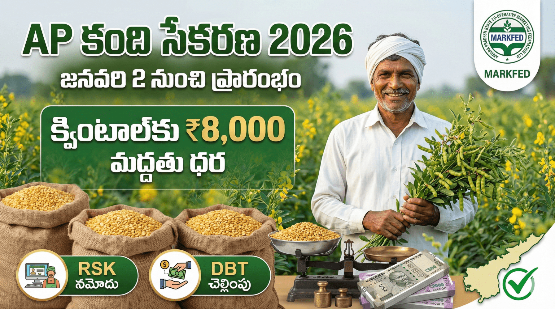 AP Kandi Procurement 2026: జనవరి 2 నుంచి కందుల సేకరణ | క్వింటాల్‌కు ₹8,000 మద్దతు ధర