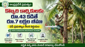 రూ.43 కడితే రూ.7 లక్షల బీమా.. కొబ్బరి కార్మికులకు ఏపీ ప్రభుత్వం గుడ్‌న్యూస్ | Kera Suraksha Insurance Scheme AP